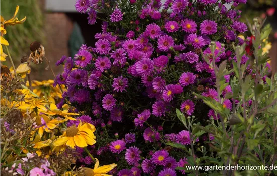 Garten-Glattblatt-Aster 'Karminkuppel'