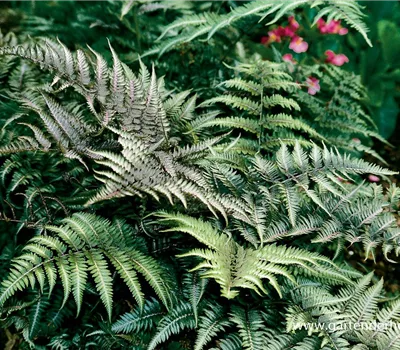 Athyrium niponicum 'Metallicum'