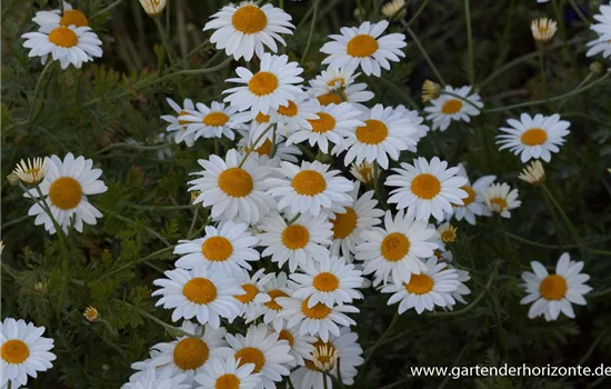 Garten-Färber-Hundskamille 'Tetworth'