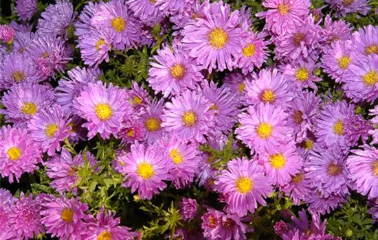 Niedrige Garten-Aster 'Happy End'