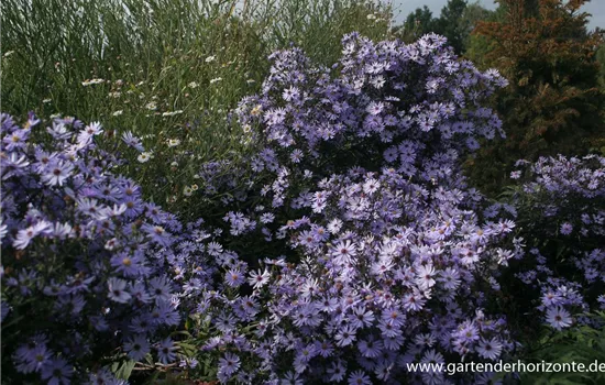 Garten-Schleier-Aster 'Ideal'