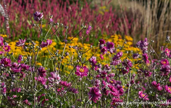 Garten-Herbst-Anemone 'Pamina'