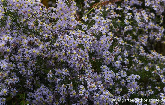 Garten-Schleier-Aster 'Photograph'