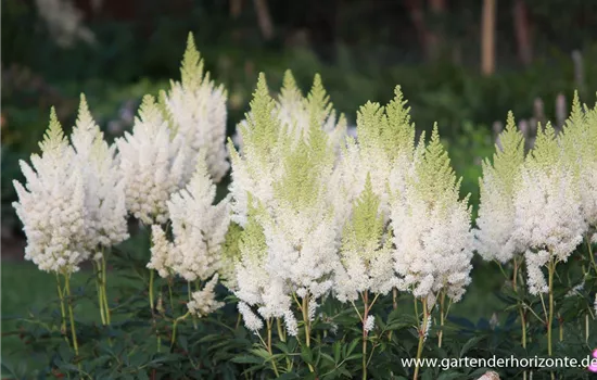 Arends Garten-Prachtspiere 'Weiße Gloria'