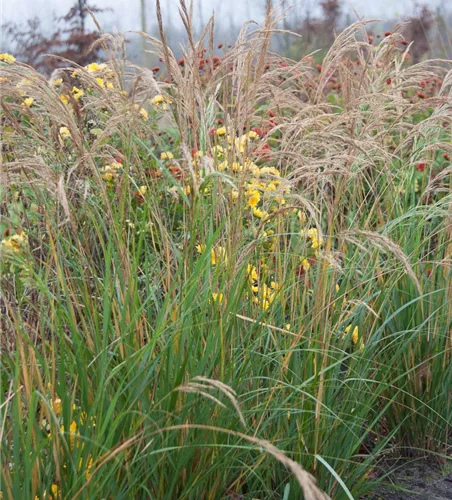 Silberährengras 'Algäu'