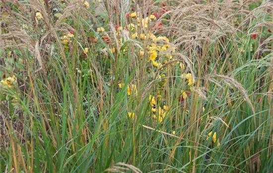 Silberährengras 'Algäu'