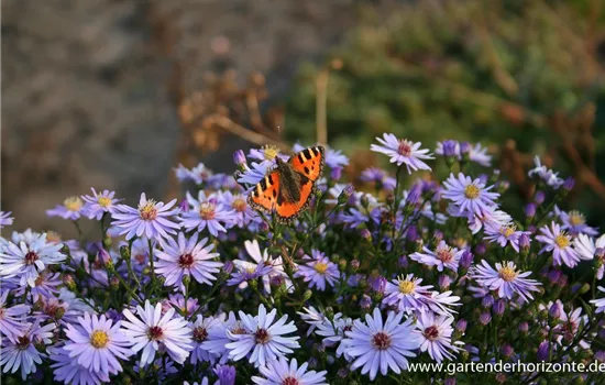 Kissen-Aster