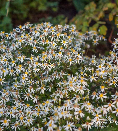 Sperrige Aster