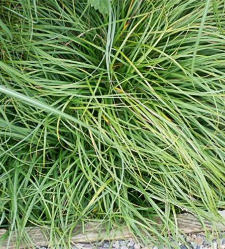 Carex caryophyllea 'The Beatles'