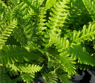 Blechnum spicant