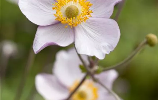 Garten-Herbst-Anemone 'Prinz Heinrich'