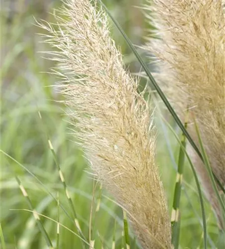 Cortaderia selloana 'Pumila'