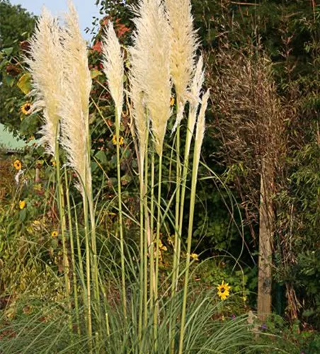 Cortaderia selloana 'Weiße Feder'