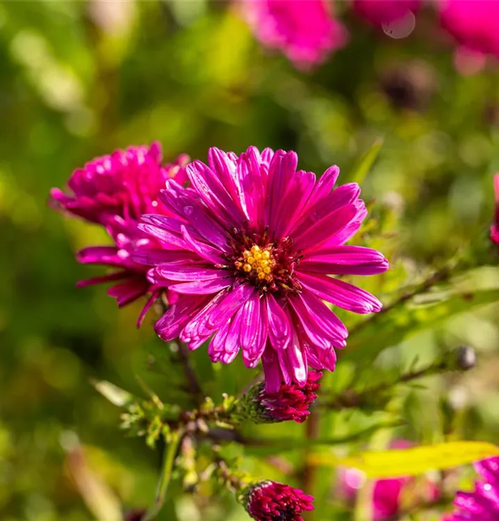 Aster novi-belgii 'Royal Ruby'