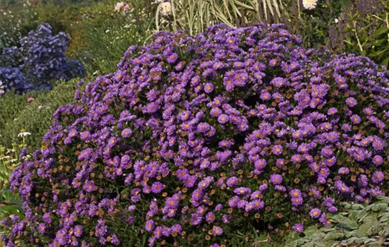 Garten-Kissen-Aster 'Sapphire'®