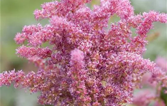 Astilbe 'Younique Cerise' -R-