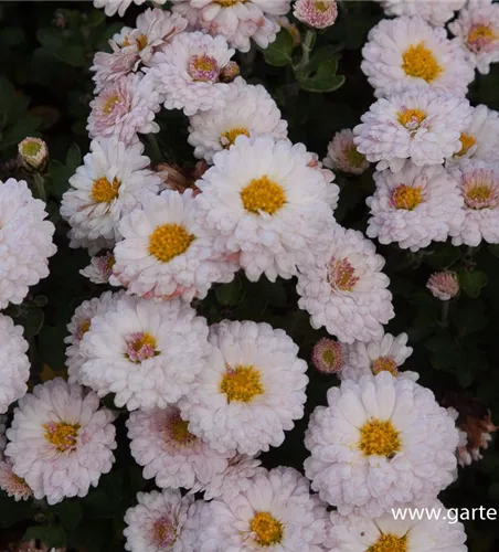 Chrysanthemum x hort.'Julia'