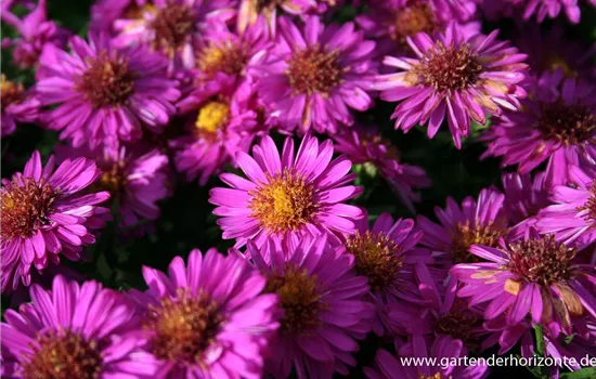 Garten-Kissen-Aster 'Starlight'