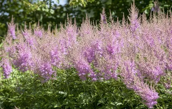 Prachtspiere 'Younique Lilac'®