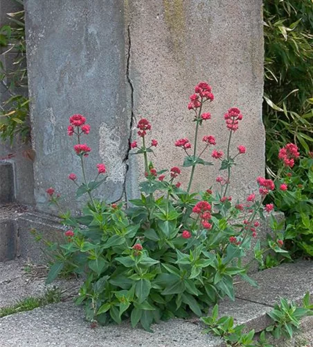 Centranthus ruber 'Coccineus'