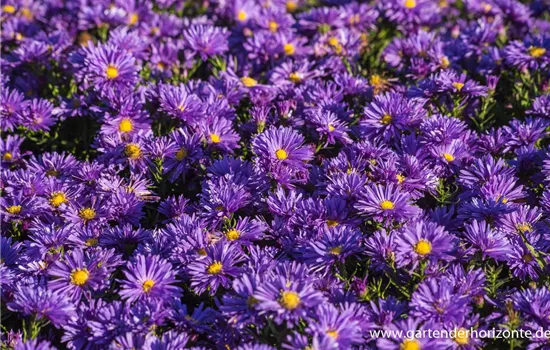 Garten-Kissen-Aster 'Blaue Lagune'