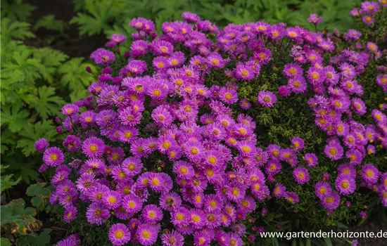 Garten-Kissen-Aster 'Heinz Richard'