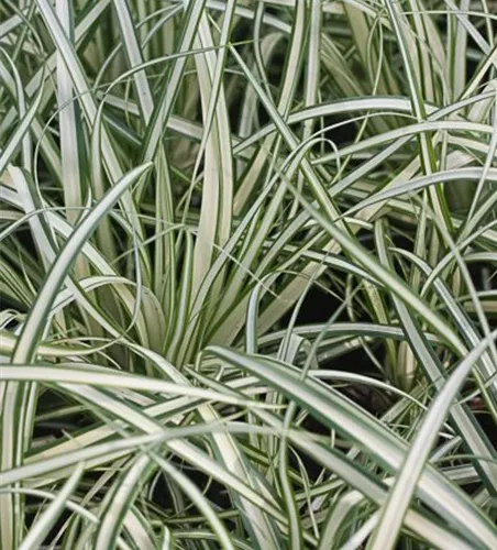 Carex ornithopoda 'Variegata'