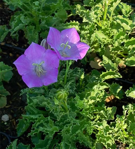 Campanula carp.'Blaue Clips'