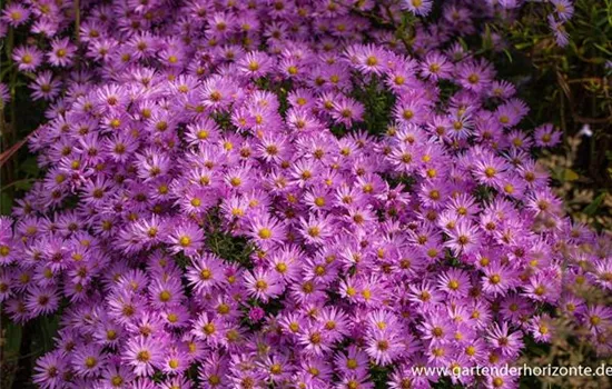 Kissen-Aster