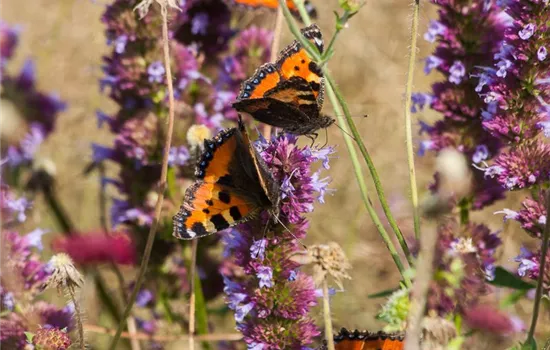 Garten-Duftnessel 'Purple Haze'