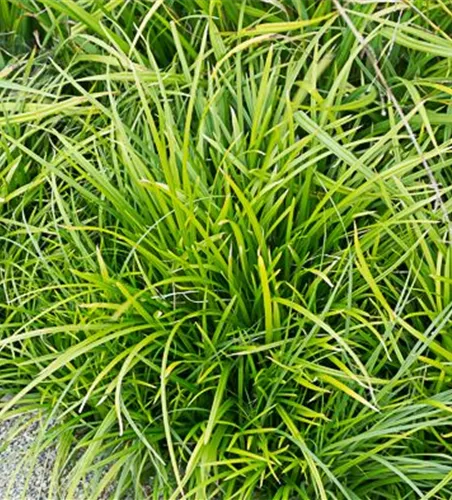 Carex foliosissima 'Irish Green'