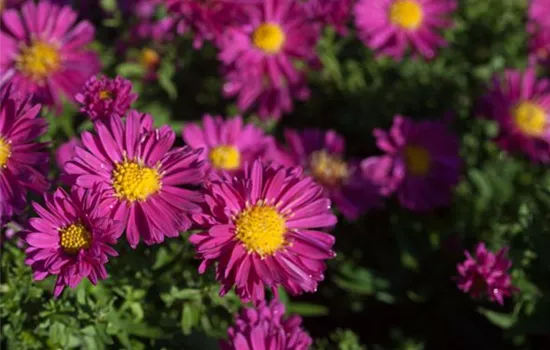 Garten-Kissen-Aster 'Jenny'