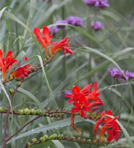 Crocosmia x crocosmiiflora 'Lucifer'