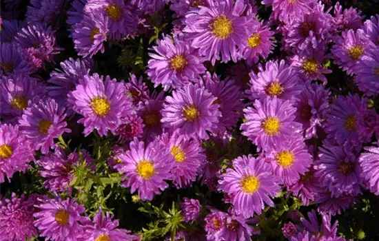 Garten-Kissen-Aster 'Kassel'