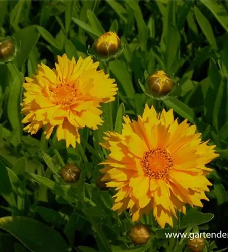 Coreopsis grandiflora 'Early Sunrise'