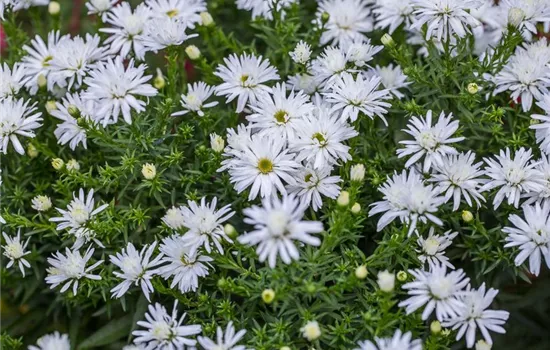 Garten-Kissen-Aster 'Kristina'