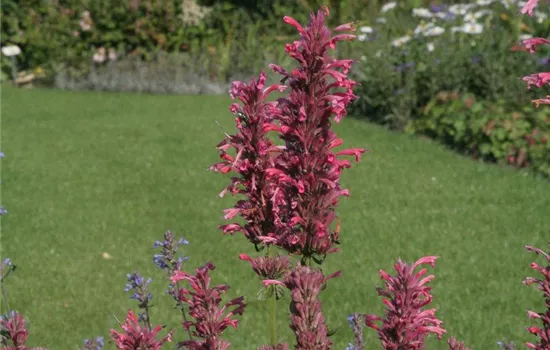 Garten-Duftnessel 'Red Fortune'