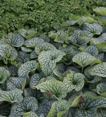 Brunnera macrophylla 'Alexander's Great'-R