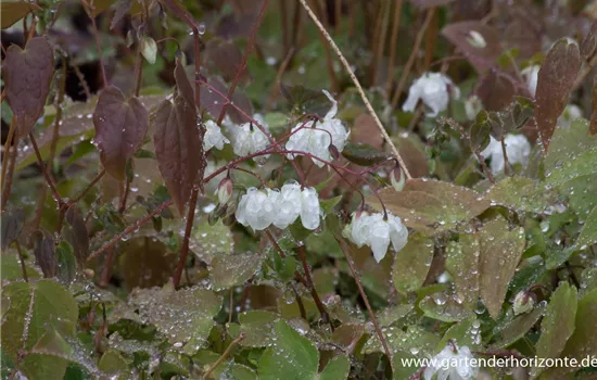 Zierliche Garten-Elfenblume 'Niveum'