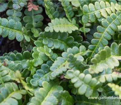 Blechnum penna-marina