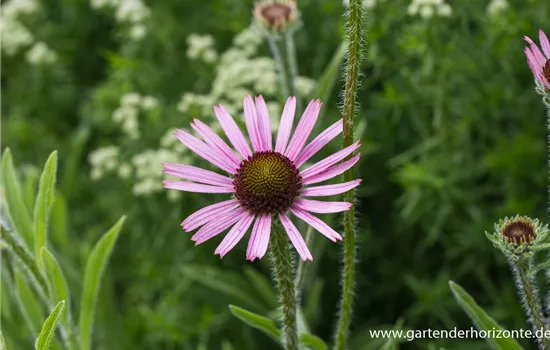 Tennessee-Garten-Scheinsonnenhut 'Rocky Top'