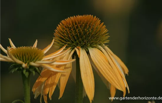 Garten-Scheinsonnenhut 'Harvest Moon'