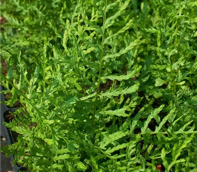 Garten-Schellenbaum-Wurmfarn 'Linearis Polydactyla'