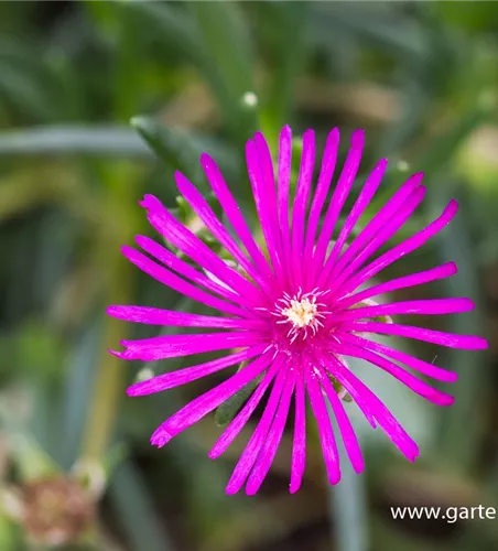 Delosperma cooperi