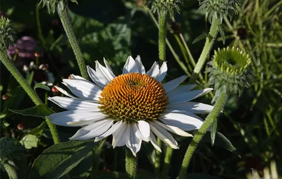 Garten-Scheinsonnenhut 'Baby Swan White'