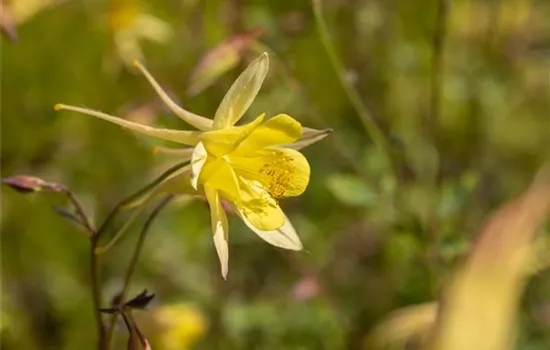 Langspornige Garten-Akelei 'Maxistar'