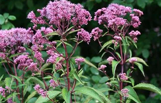 Großer Garten-Wasserdost 'Atropurpureum'