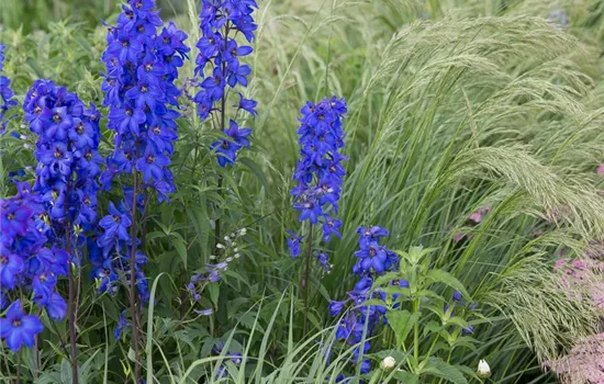 Hoher Garten-Rittersporn 'Finsteraarhorn'