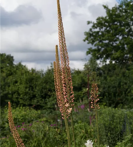 Steppenkerze 'Cleopatra'