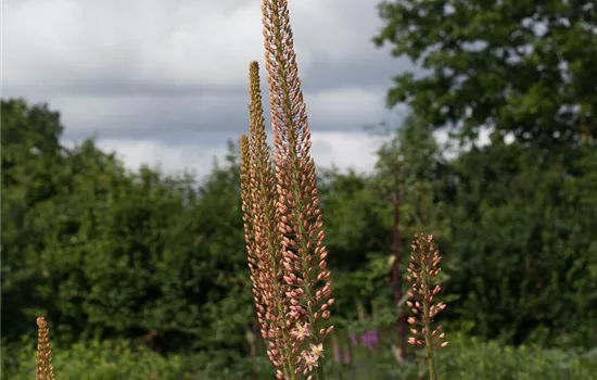 Steppenkerze 'Cleopatra'